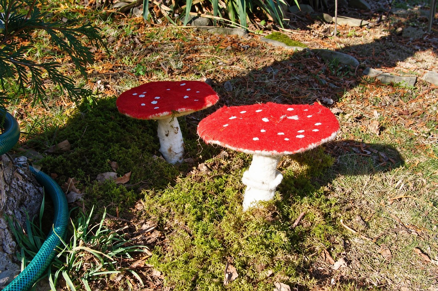 Deux grands champignons décoratifs à chapeau rouge moucheté de blanc sont posés sur la mousse et les aiguilles de pin d'un jardin ensoleillé.