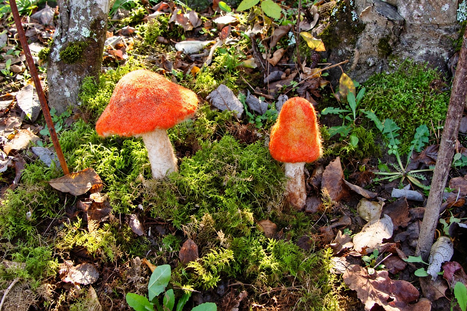 Deux champignons décoratifs orange en feutrine, au pied blanc, posés dans la mousse verte parmi les feuilles mortes en forêt.