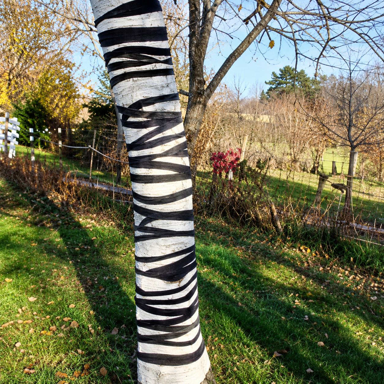 Un tronc d'arbre est habillé de bandes noires et blanches rappelant le pelage d'un zèbre, dans un jardin en plein air.